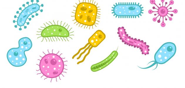 صورة جديد تركيب الخلية البكتيرية