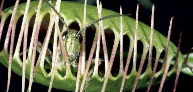 صورة جديد معلومات عن النباتات التي تصيد الحشرات