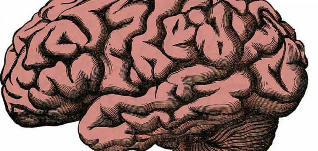 صورة جديد الفرق بين العقل والمخ