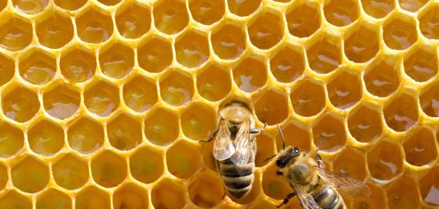 صورة جديد كيف ينتج النحل العسل
