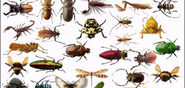 صورة جديد بحث عن الحشرات النافعة والضارة