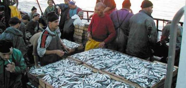 صورة جديد الصيد البحري في الجزائر