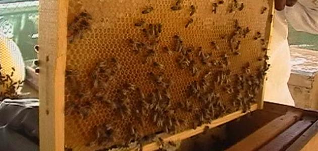 صورة جديد طريقة تربية النحل للمبتدئين
