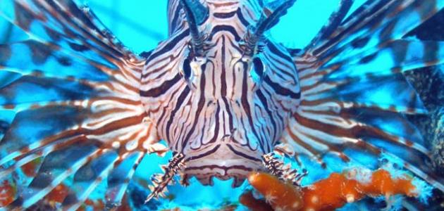 صورة جديد أنواع الحيوانات البحرية
