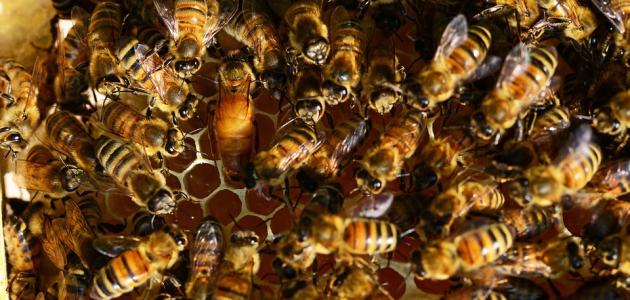 صورة جديد تربية ملكات النحل