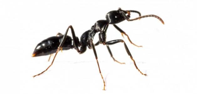 صورة جديد مم يتكون جسم النملة