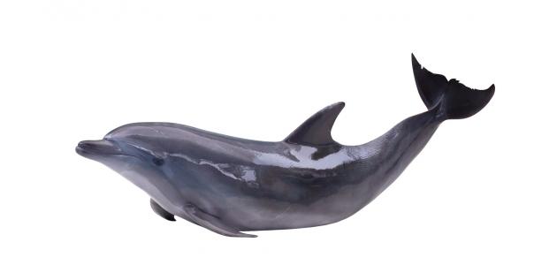 صورة جديد حقائق عن عالم الدلفين
