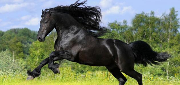 صورة جديد أين توجد أفضل الخيول العربية
