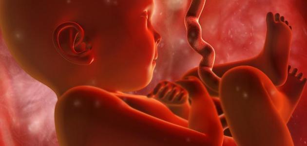 صورة جديد طرق تحديد جنس الجنين بشكل علمي