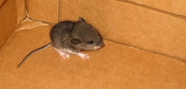 صورة جديد كيفية طرد الفأر من المنزل