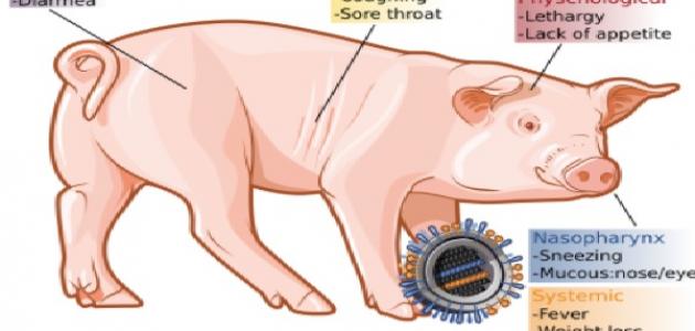 صورة جديد ما هي إنفلونزا الخنزير