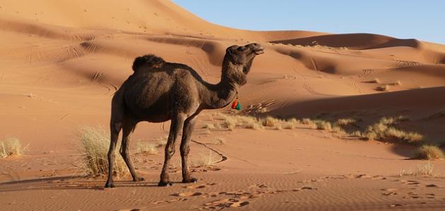 صورة جديد خصائص البيئة الصحراوية