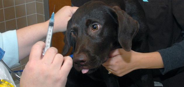 صورة جديد تطعيمات الكلاب