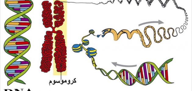 صورة جديد مفهوم البرنامج الوراثي