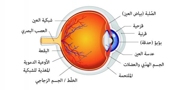 صورة جديد مكونات العين البشرية