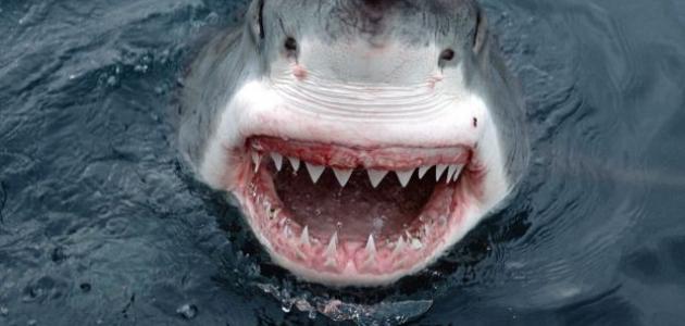 صورة جديد معلومات عن سمك القرش
