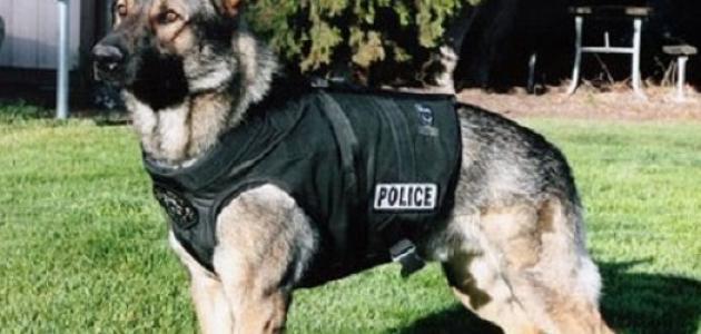 صورة جديد أنواع الكلاب البوليسية