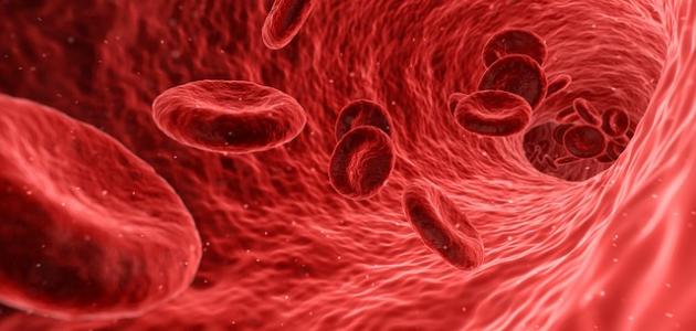 صورة جديد مكونات الدم عند الإنسان