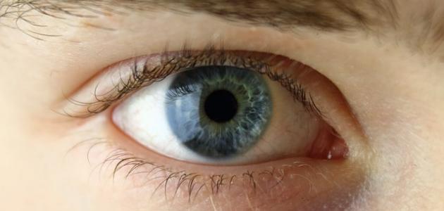 صورة جديد مكونات العين البشرية ووظائفها