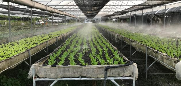 صورة جديد طرق ترشيد استهلاك المياه في الزراعة