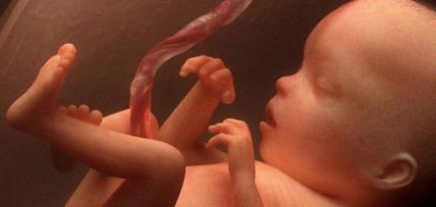 صورة جديد كيف يتغذى الجنين في بطن أمه