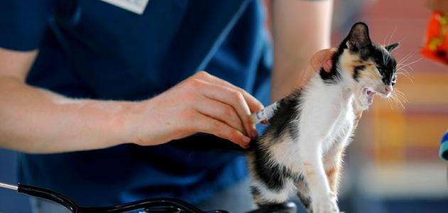 صورة جديد تطعيمات القطط