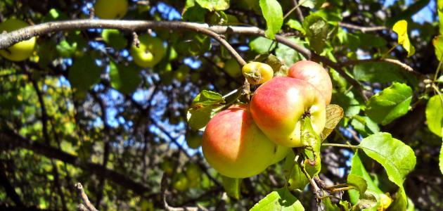 صورة جديد كيف يزرع التفاح