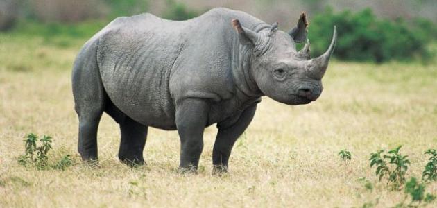 صورة جديد معلومات عن وحيد القرن