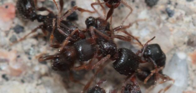 صورة جديد كيف يعيش النمل