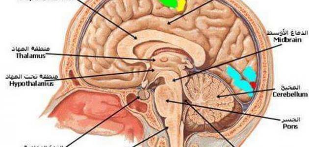 6041bc98286c0 جديد تعريف الجهاز العصبي ومكوناته