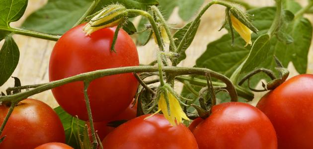 صورة جديد كيف نزرع الطماطم من البذور