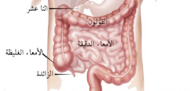 صورة جديد كم طول الأمعاء الدقيقة في جسم الإنسان