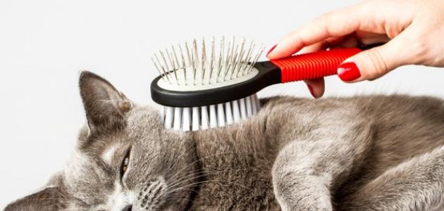 صورة جديد أسباب تساقط شعر القطط