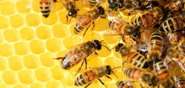 صورة جديد طريقة جذب النحل إلى الخلية