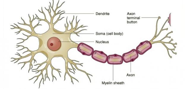 صورة جديد أنواع الخلايا العصبية