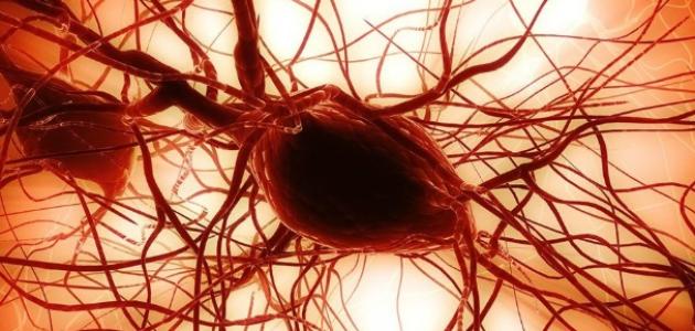 صورة جديد فوائد الخلايا الجذعية