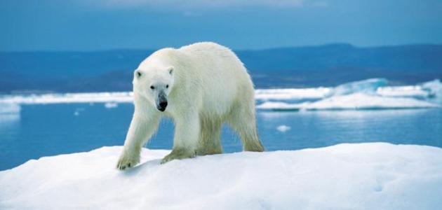صورة جديد تكيف الدب القطبي