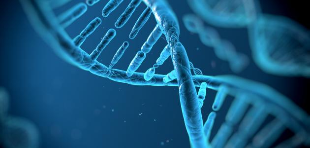 صورة جديد ما وظيفة الحمض النووي DNA