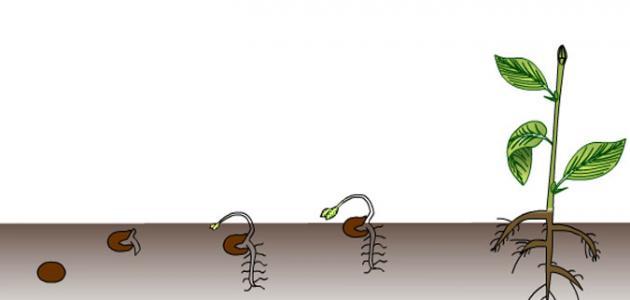صورة جديد مراحل إنبات البذور