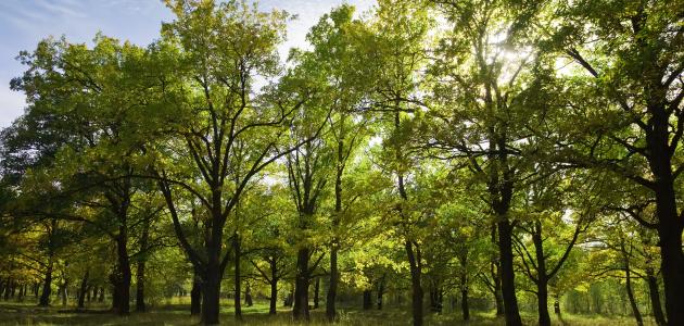 صورة جديد ما أهمية زراعة الأشجار للنظام البيئي