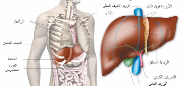 صورة جديد أين يوجد الكبد فى جسم الإنسان