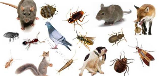 صورة جديد مكافحة الحشرات والآفات دون استخدام المواد الكيميائية