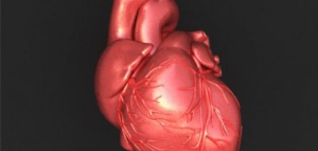 صورة جديد كيف يعمل قلب الإنسان