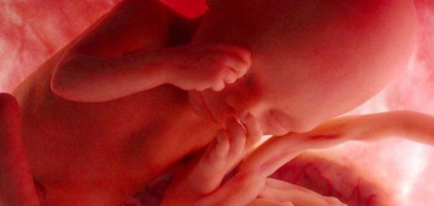 صورة جديد مراحل نمو الجنين بالشهور