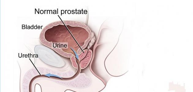 صورة جديد ما هي البروستاتا وما وظيفتها