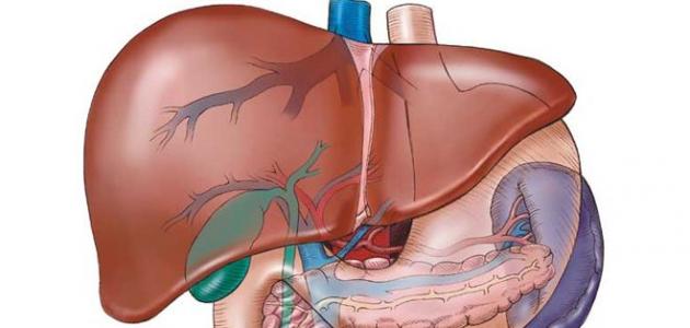 604b03e5297ab جديد ما هي أعراض التهاب الكبد