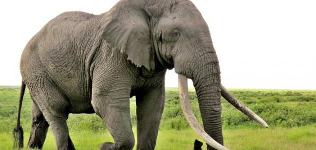 صورة جديد معلومات عن حيوان الفيل