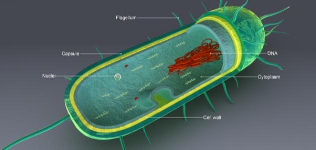 صورة جديد مكونات الخلية البكتيرية