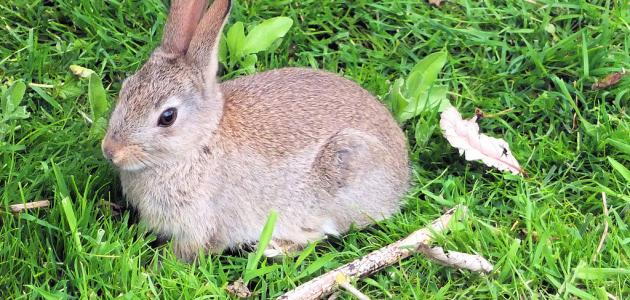صورة جديد ما هو اسم صغير الأرنب