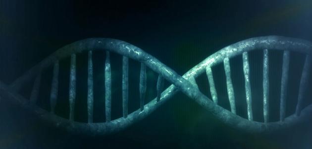 صورة جديد كيف تحدث عملية تضاعف DNA